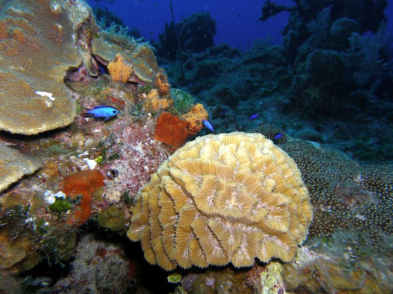 Blue Chromies and coral