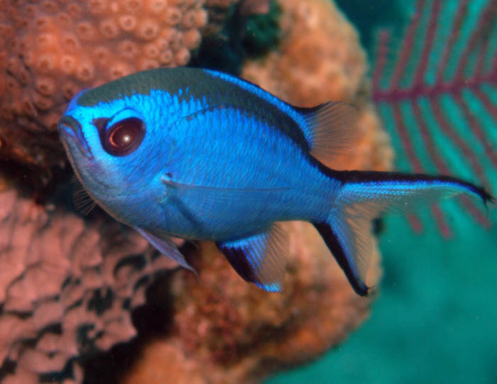 blue chromis