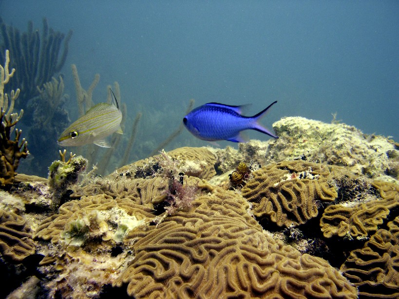 Blue Chromis