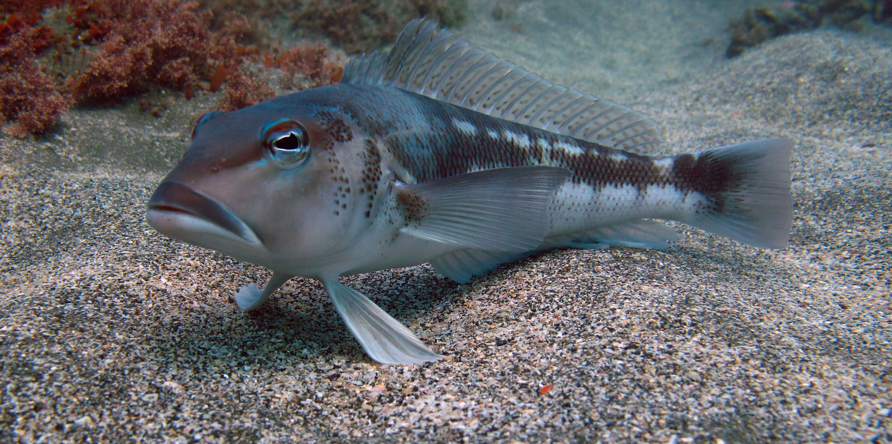 Blue Cod Rocky Bay