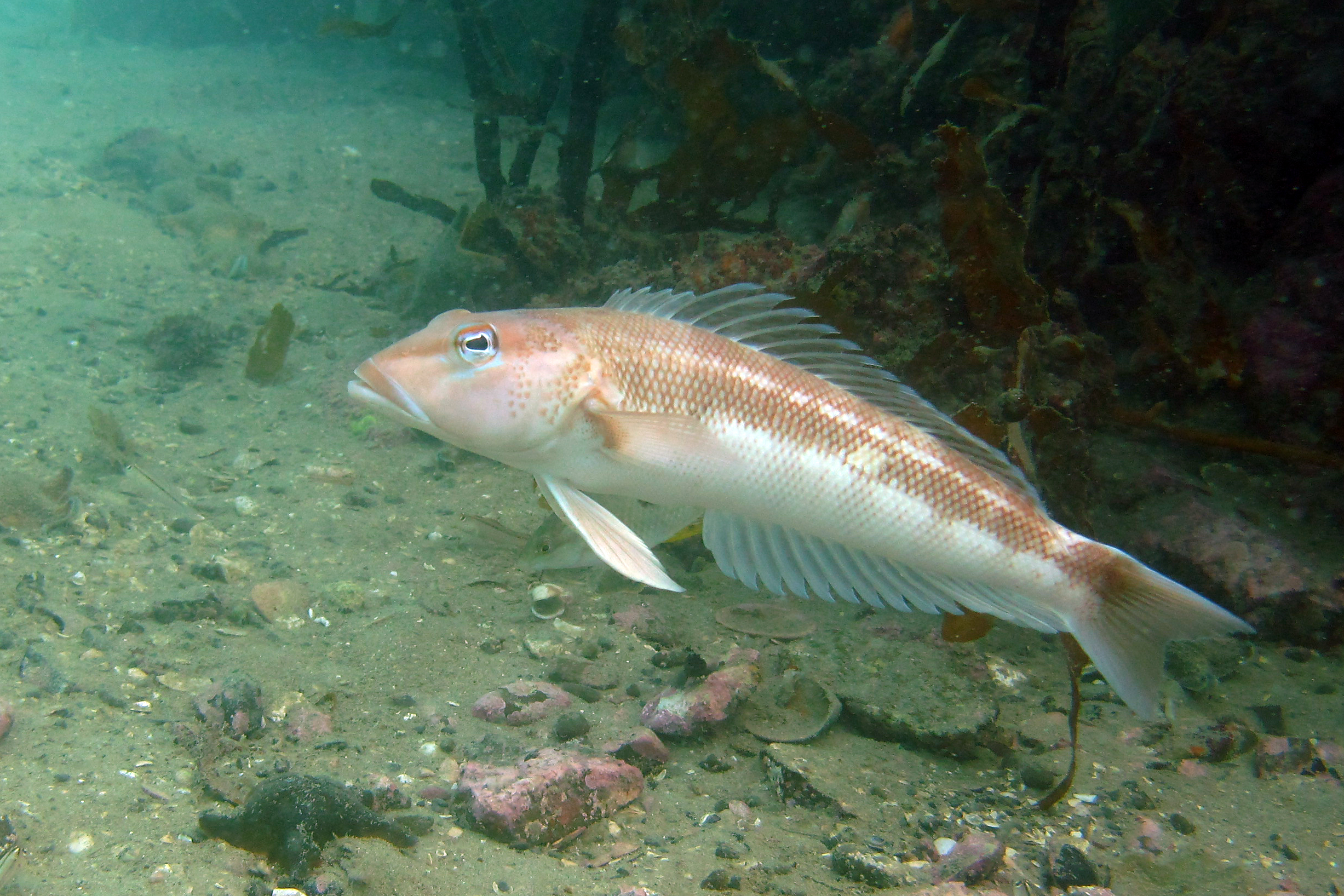 Blue Cod Wellington Harbour