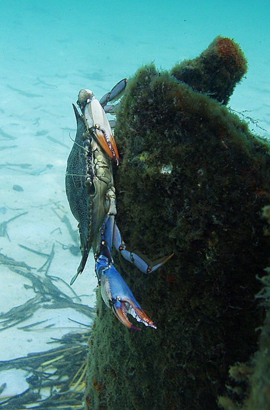 Blue Crab - Crystal Beach Old Pier - Destin