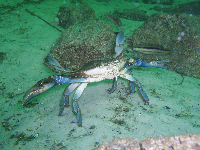 Blue Crab - Destin Jetties