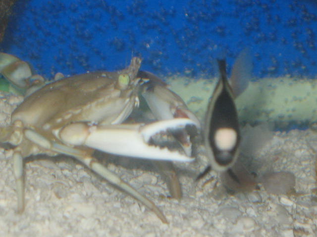 blue Crab VS Bar Damsel