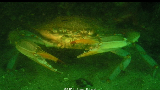 Blue Crab with attitude