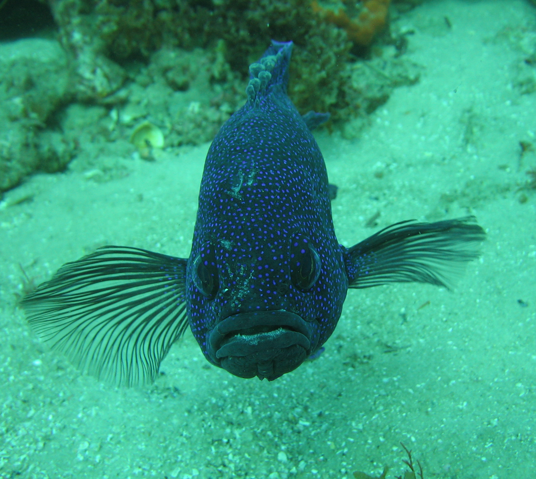 Blue-Devil fish 1