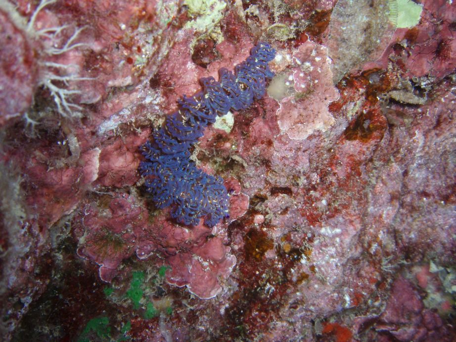 Blue Dragon nudibranch (it's not a dive for me without one!)