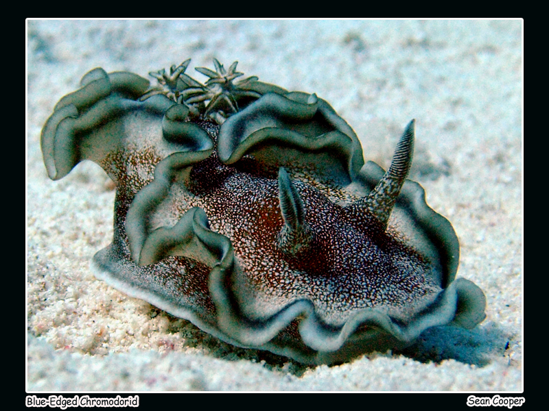 Blue-Edged Chromodorid