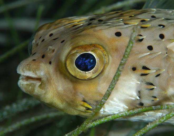 Blue Eyed Burr Fish