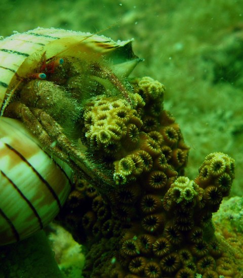 Blue-eyed hermit crab