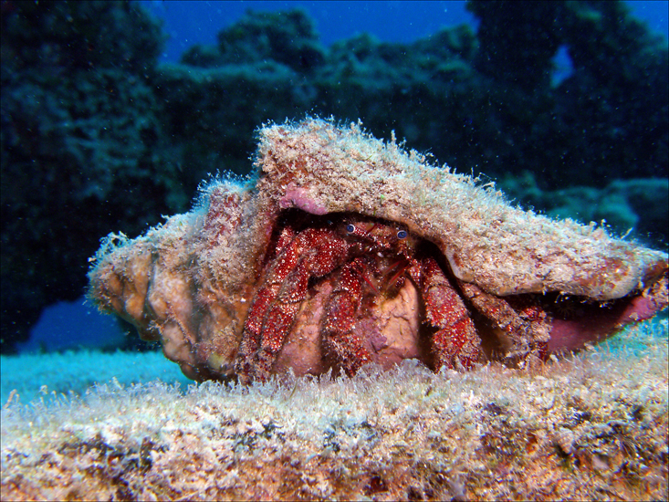 Blue Eyed Hermit