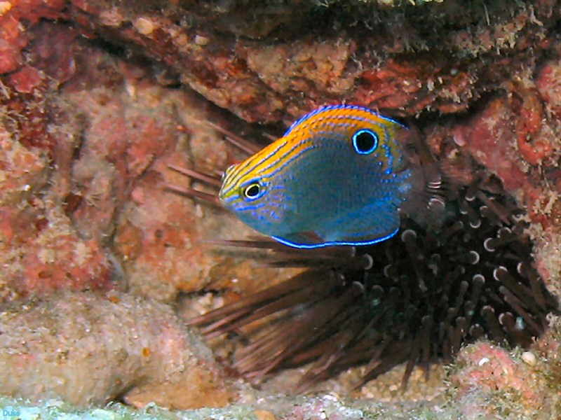 Blue fish hidding in the rocks