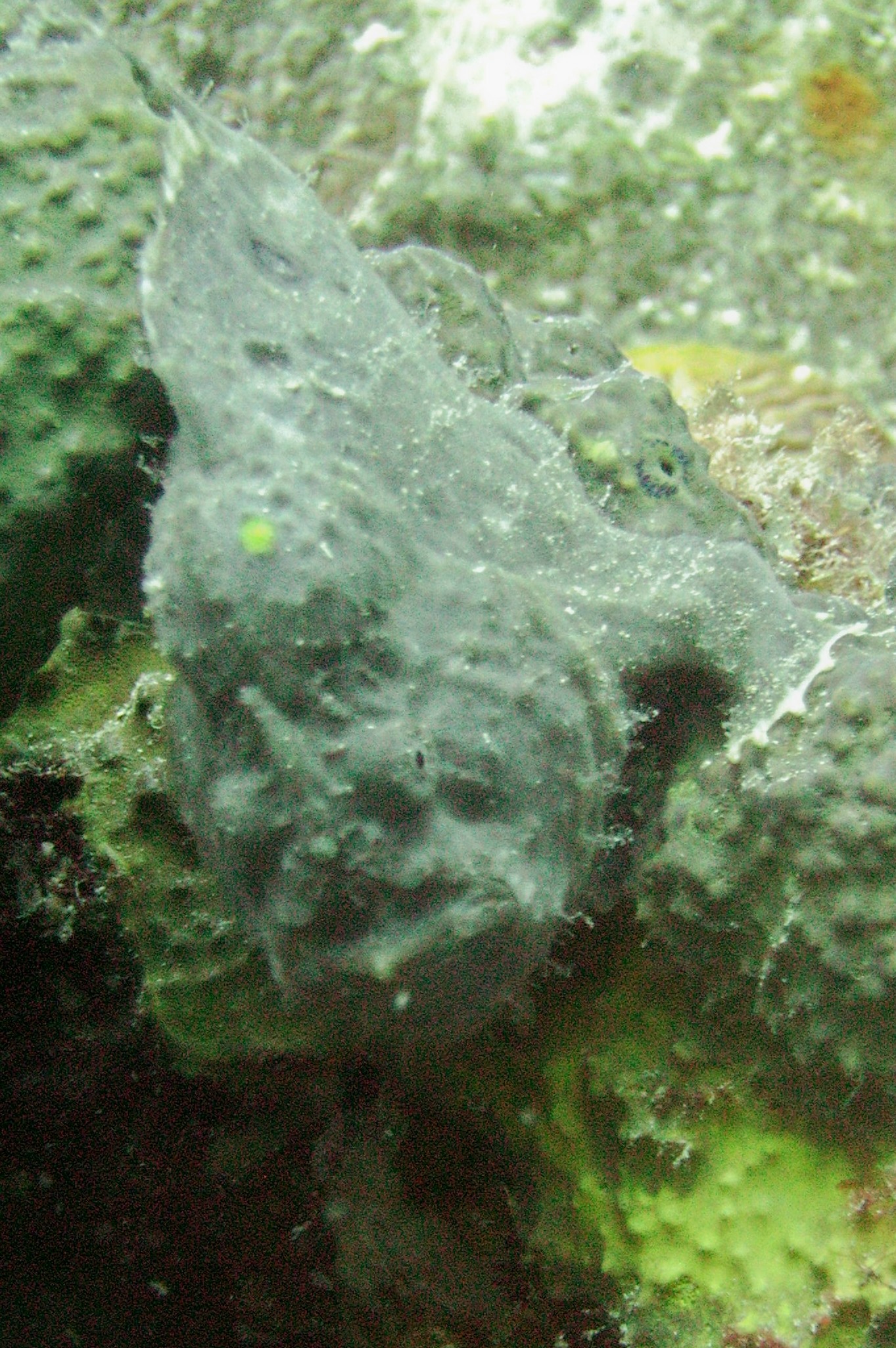 blue frogfish