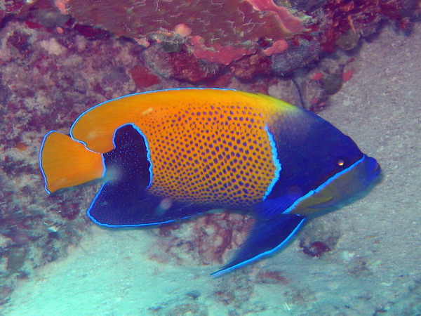 Blue Girdled Angelfish