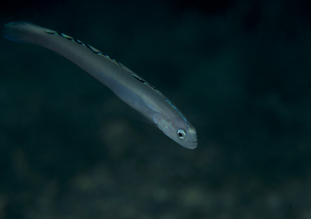 Blue goby