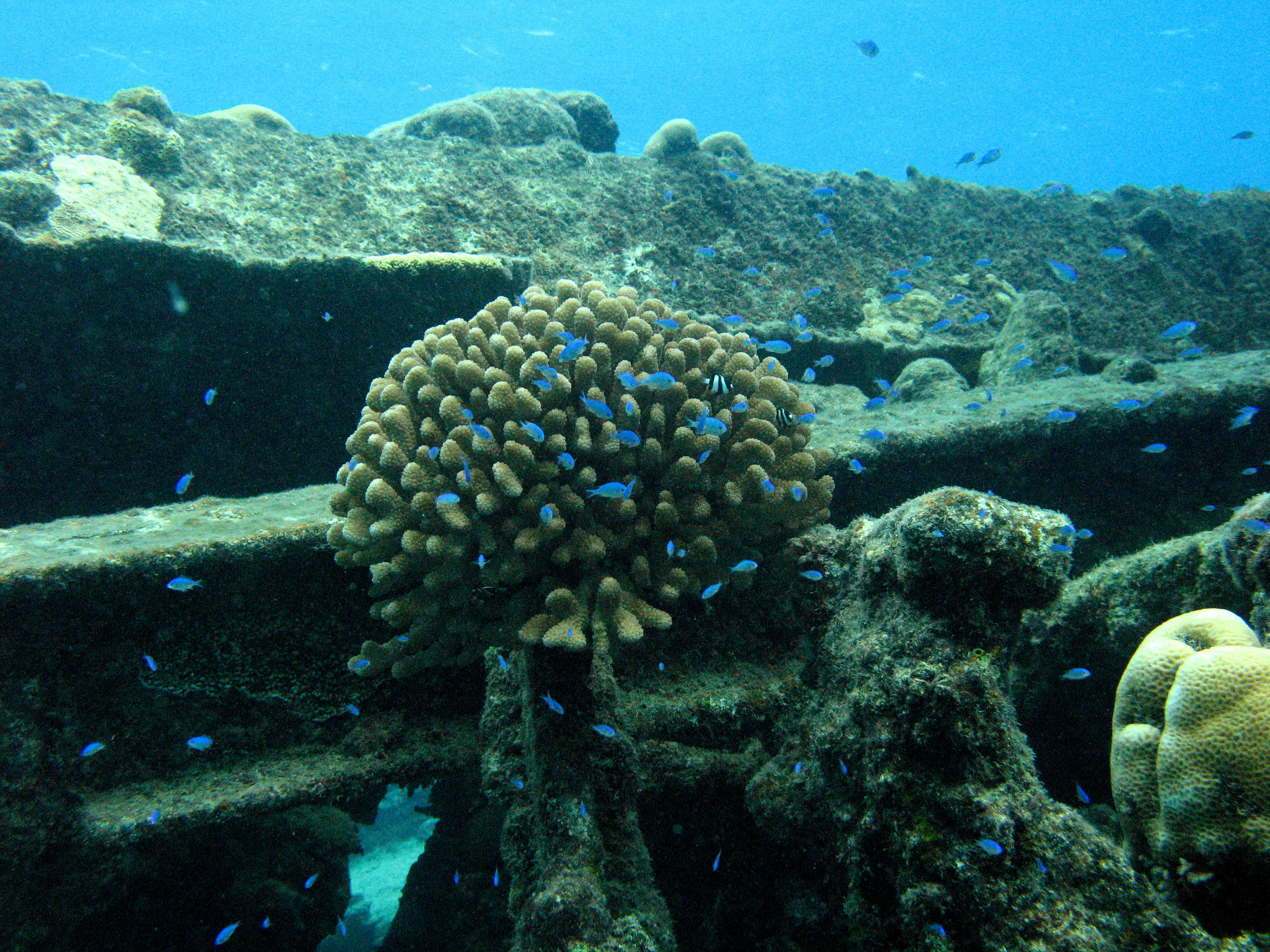 Blue-Green Chromis