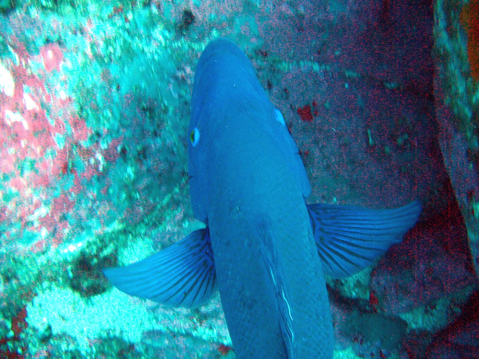 Blue Grouper from above