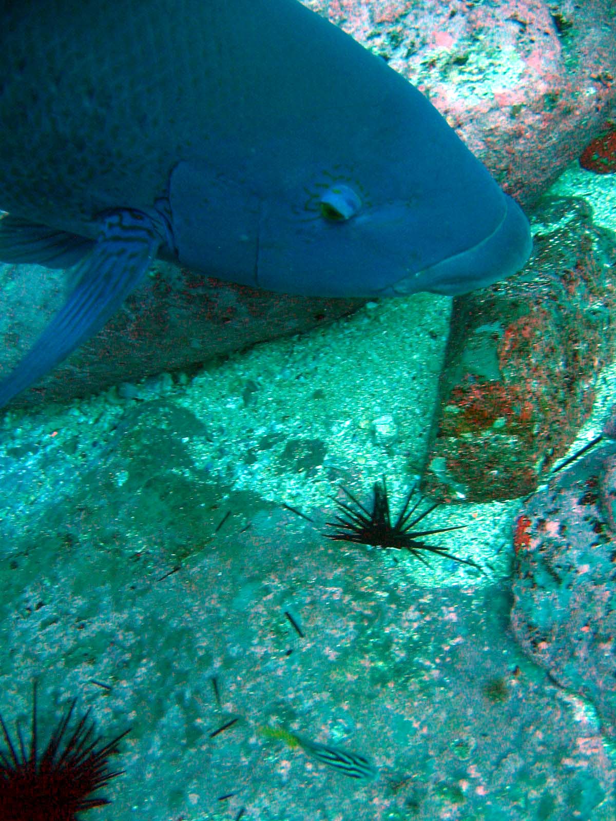 Blue Grouper with Urchin