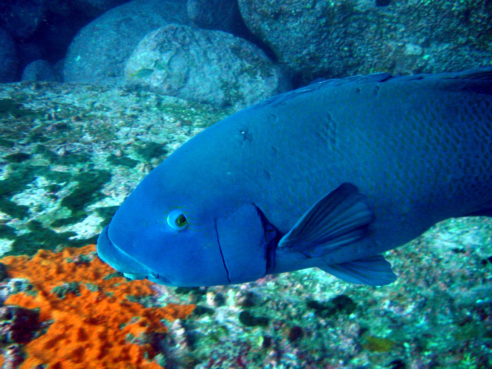 Blue Grouper