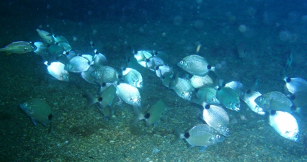 Blue Heron 9 25 09 Spotted Eagle Rays!