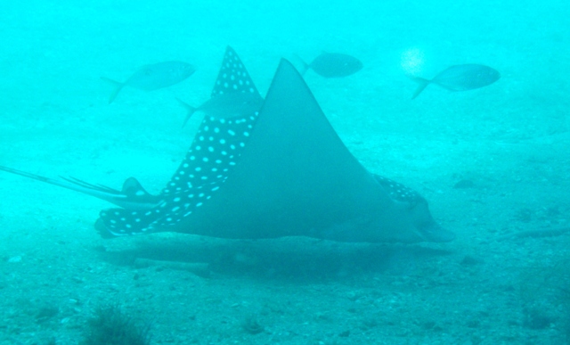 Blue Heron 9 25 09 Spotted Eagle Rays!