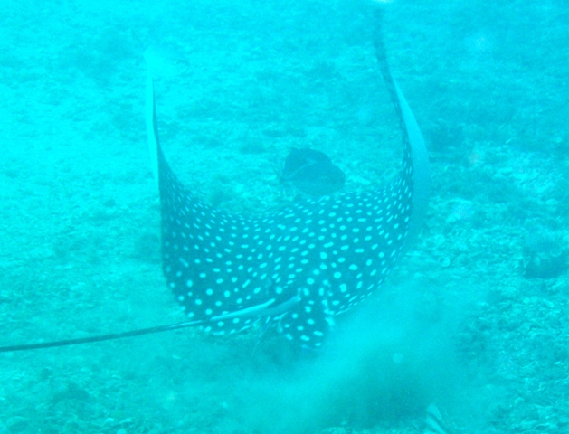 Blue Heron 9 25 09 Spotted Eagle Rays!