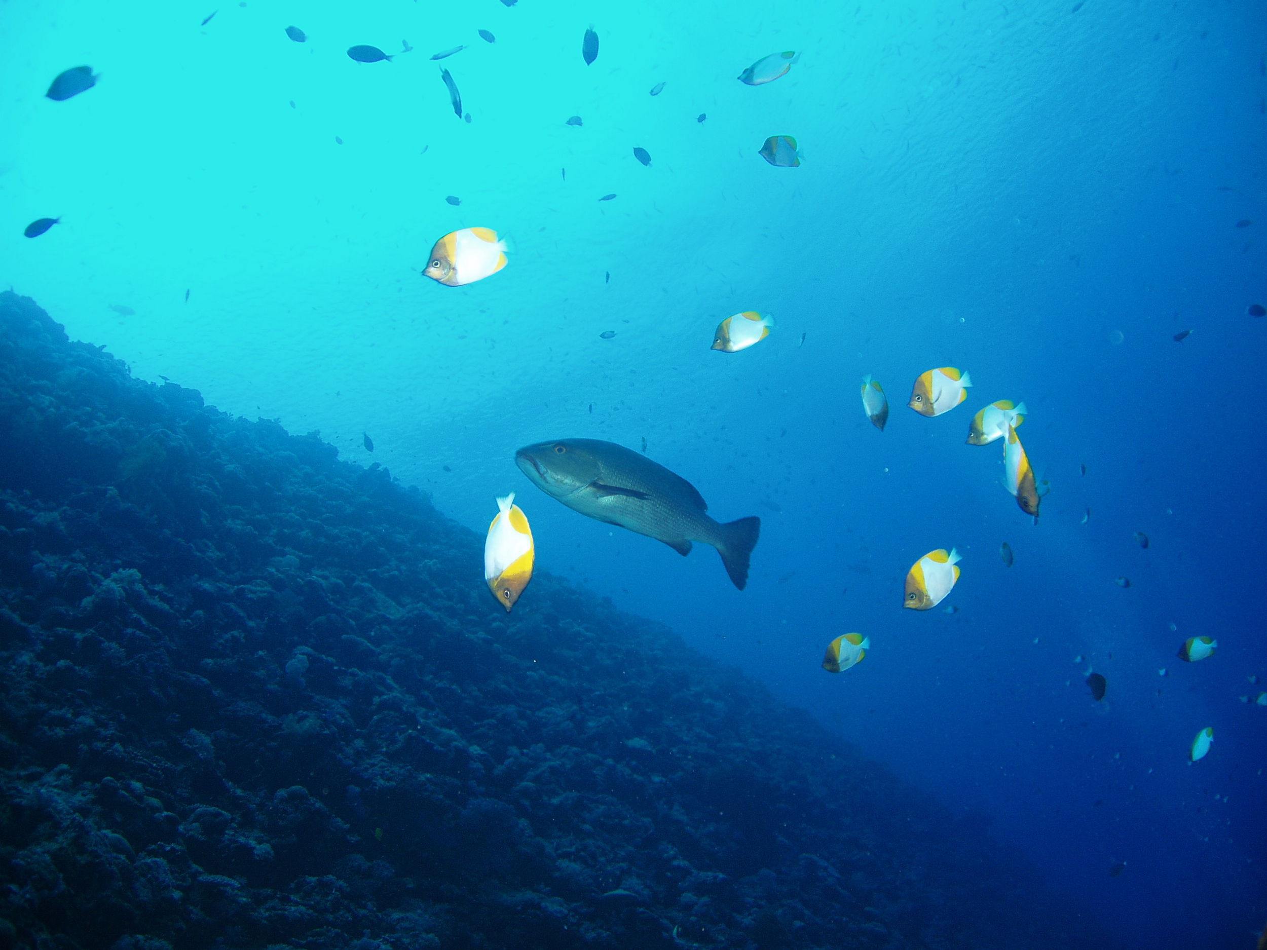 Blue Holes Drop-off Palau