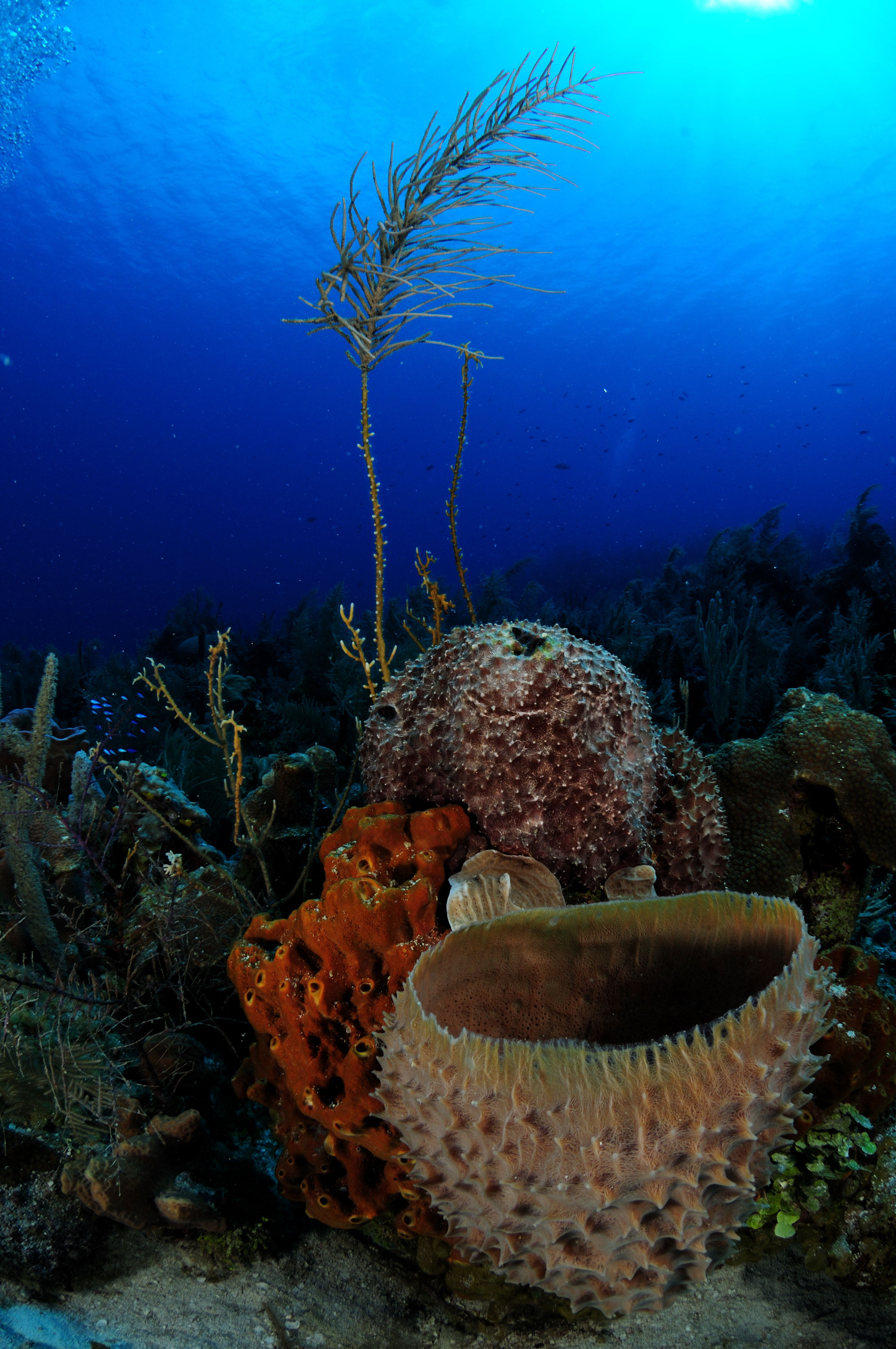 Blue Life Dive Center (Mar en Sepia)