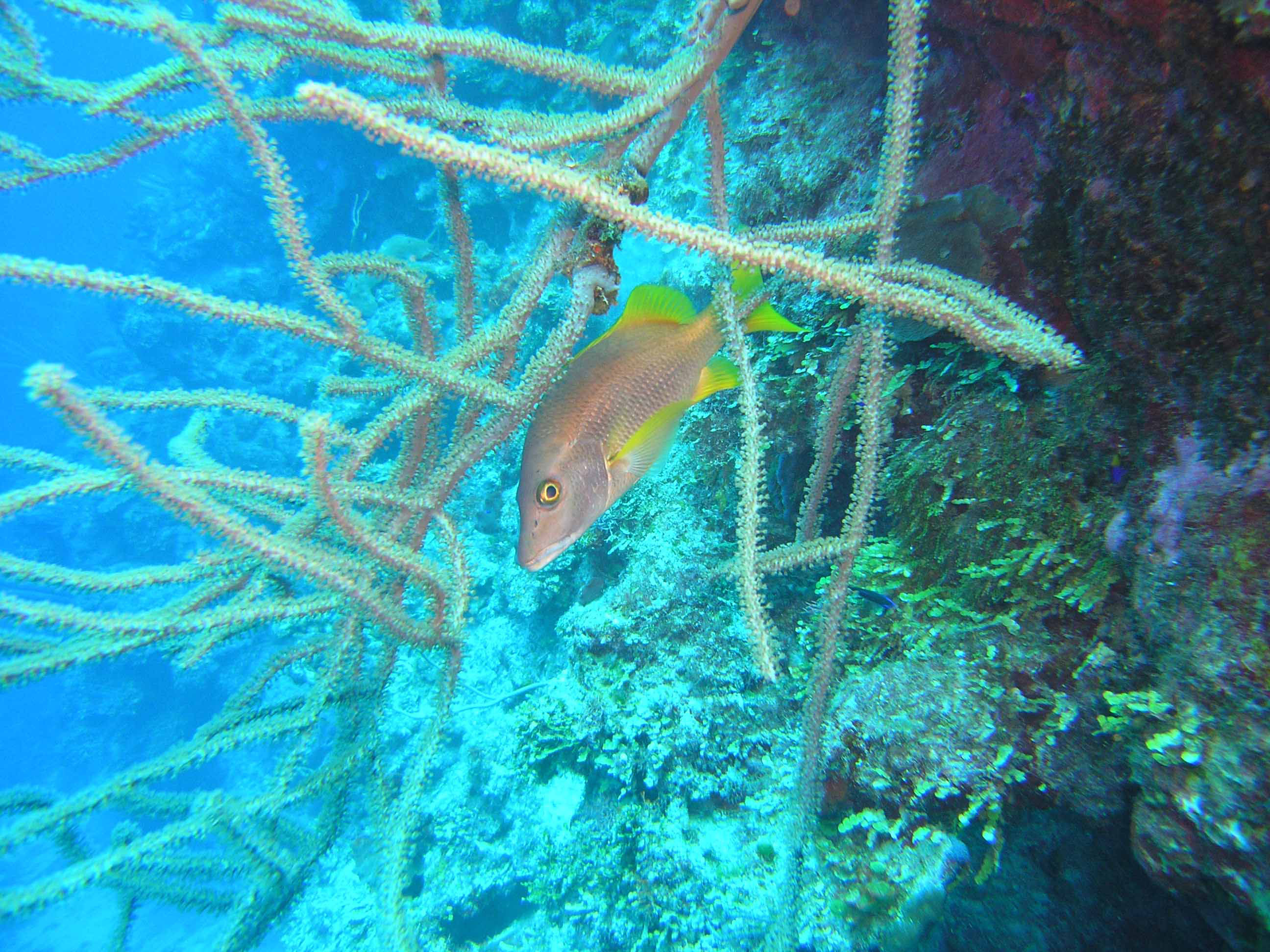 Blue Life Dive Center