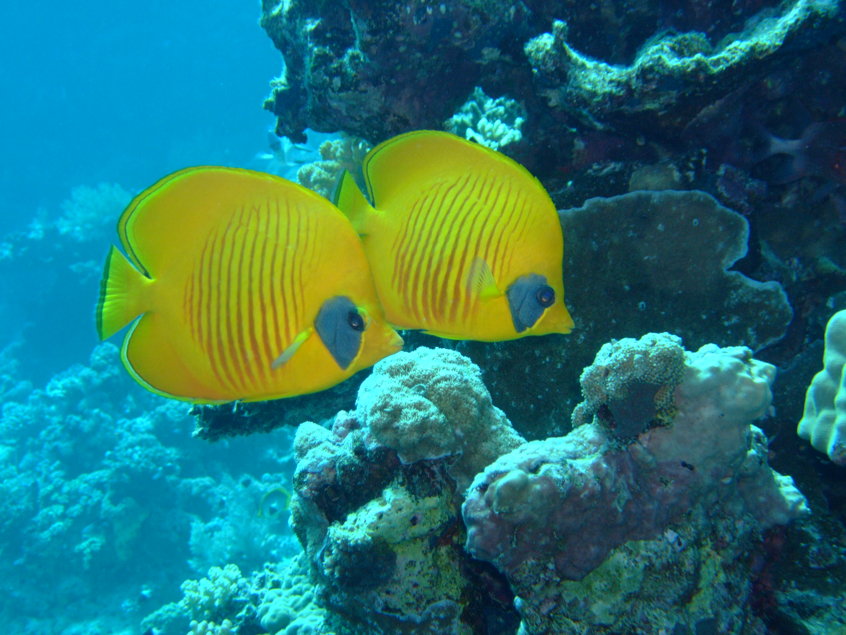 Blue Masked Angel Fish