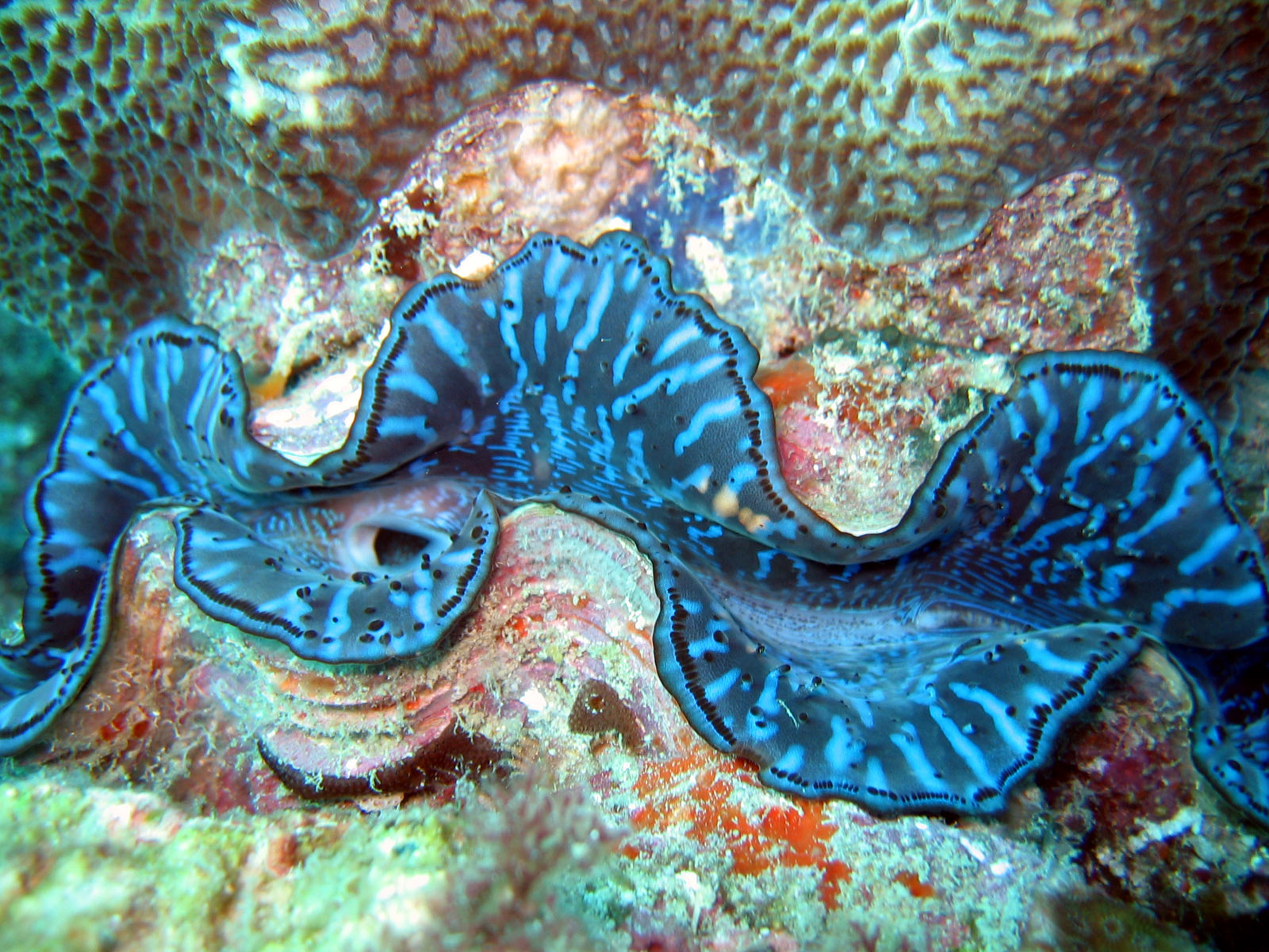 Blue Maxima Clam