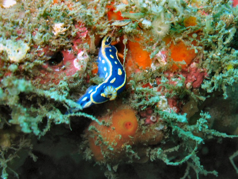 blue Nudi