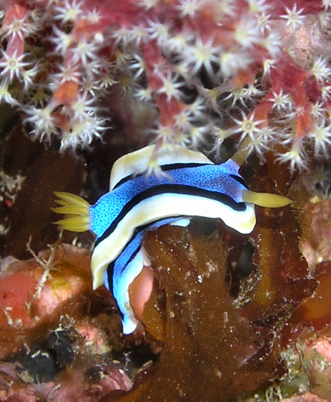 Blue Nudibranch