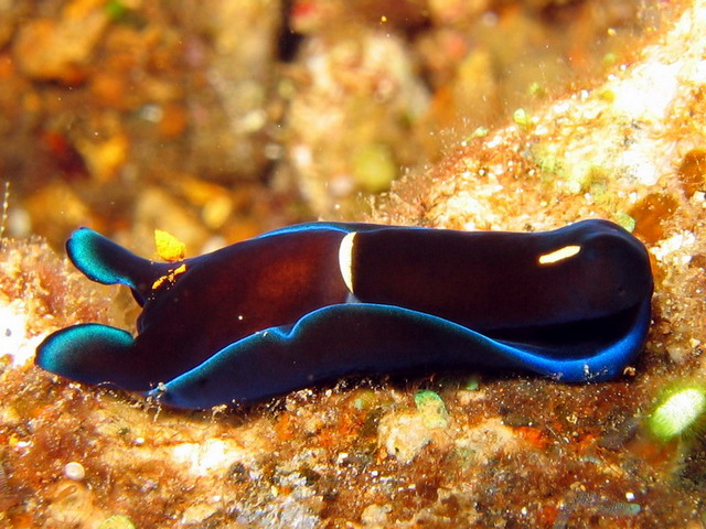 Blue Nudibranch