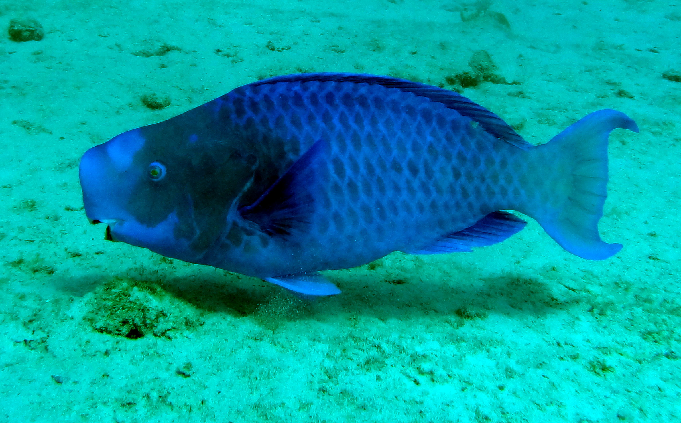 Blue Parrotfish Key Largo 15