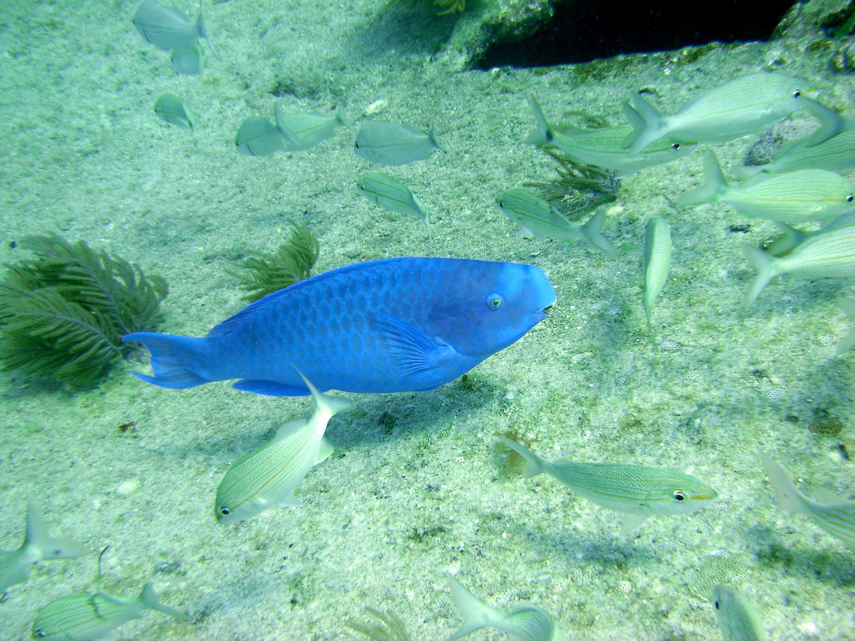 Blue Parrotfish