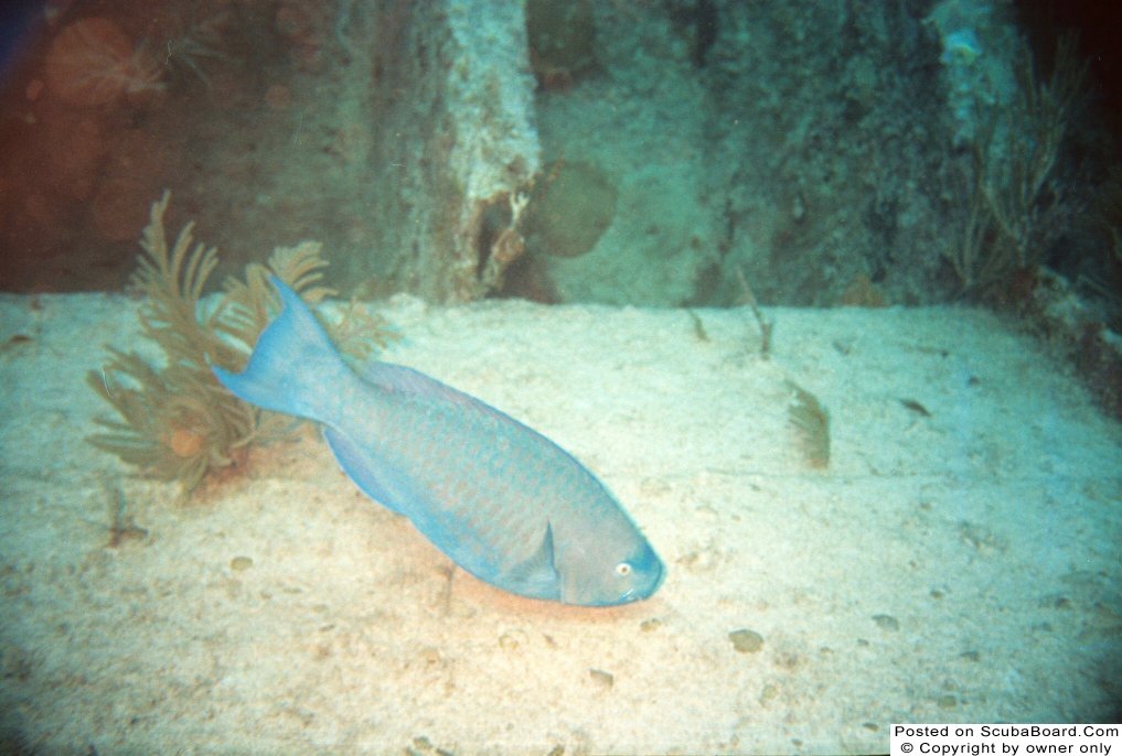 Blue Parrotfish