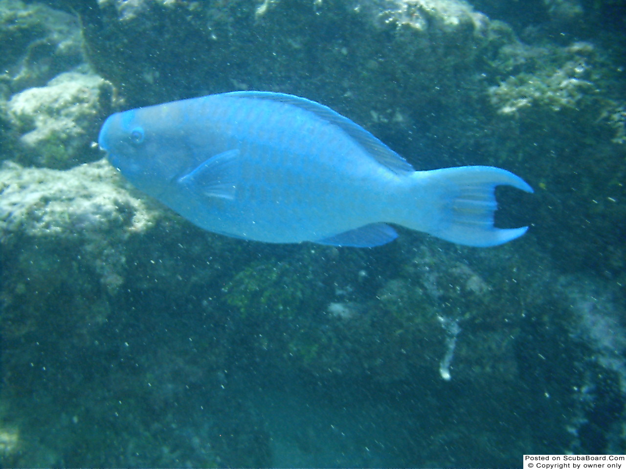 Blue Parrotfish