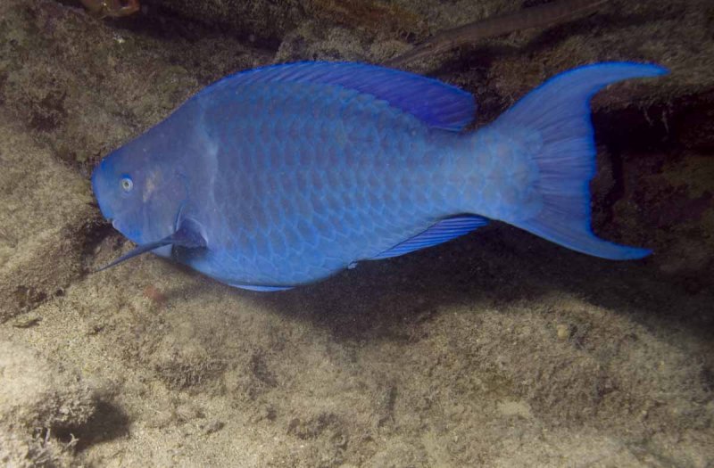 Blue Parrotfish