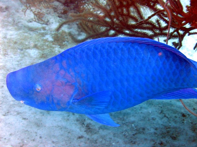 Blue Parrotfish