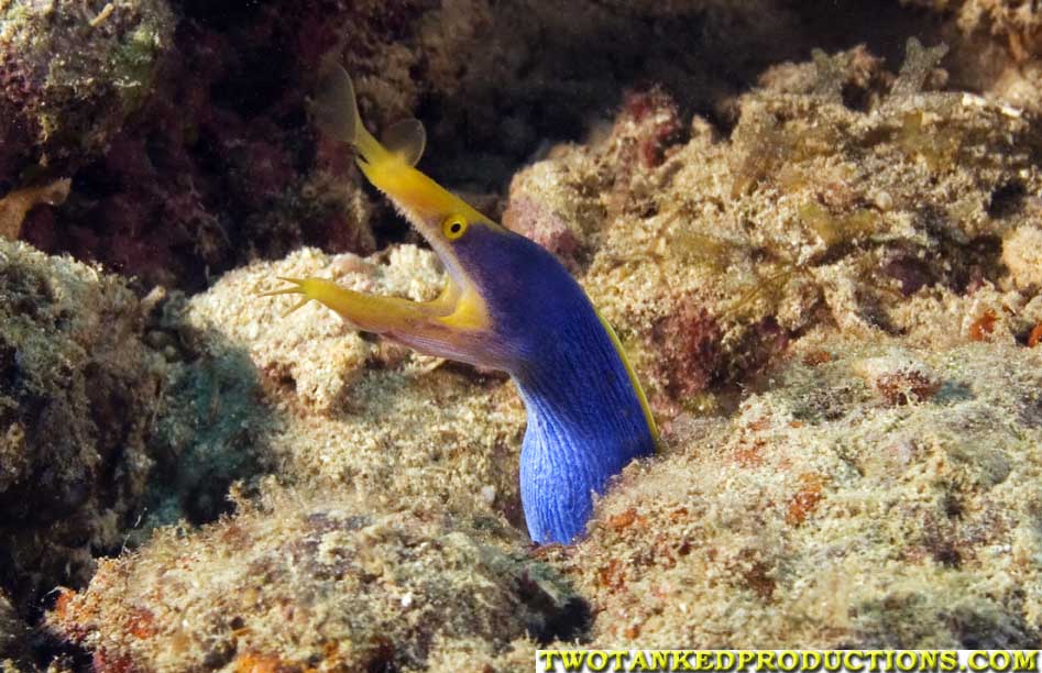 Blue Ribbion Moray Eel Beqa Lagoon Fiji 07