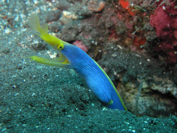 Blue Ribbon Eel