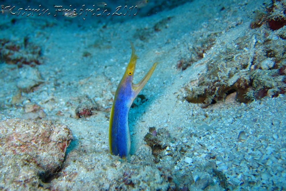 blue ribbon eel