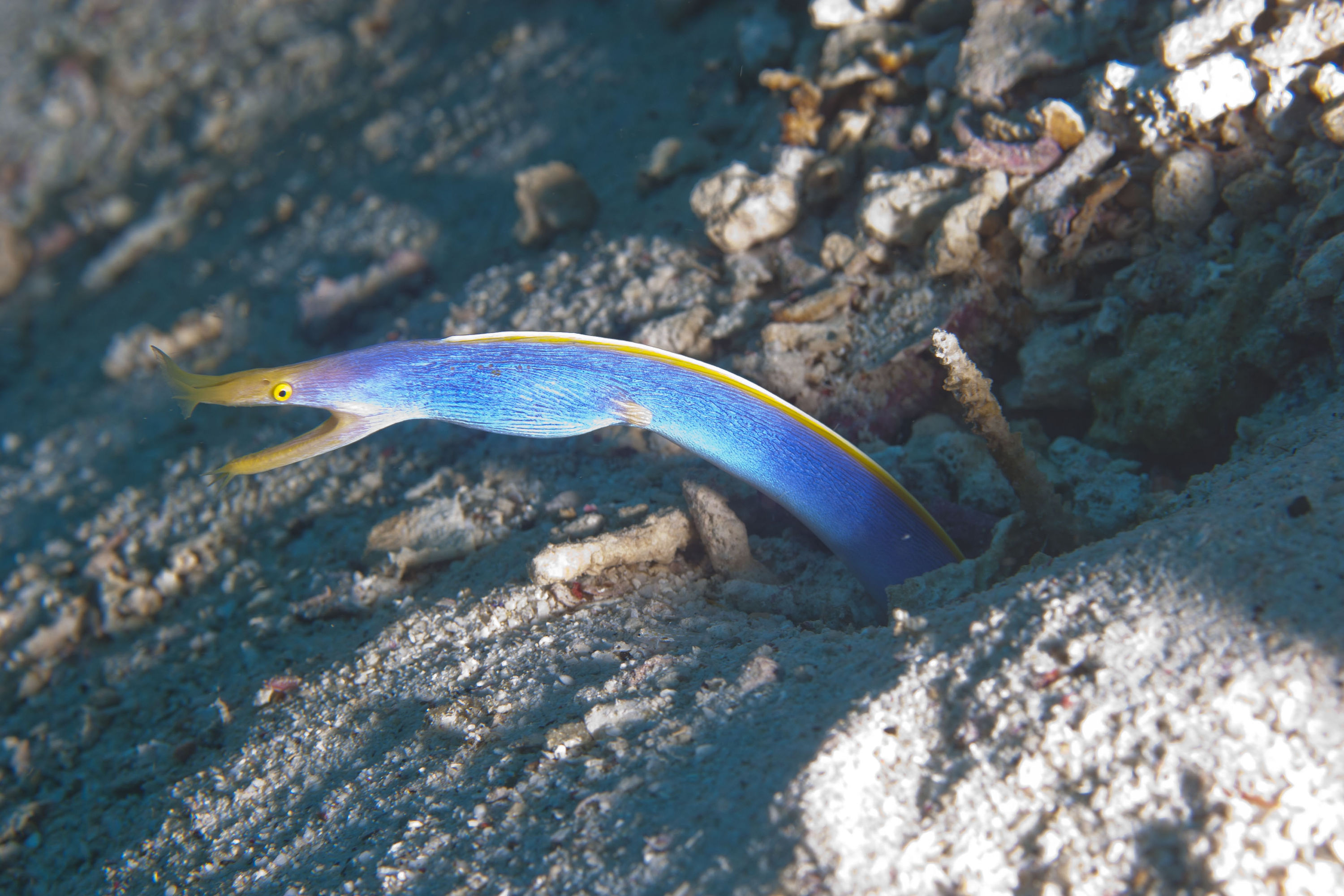 Blue ribbon eel