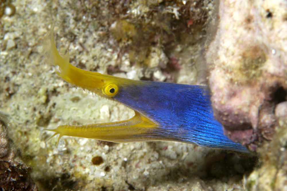 Blue Ribbon Eel