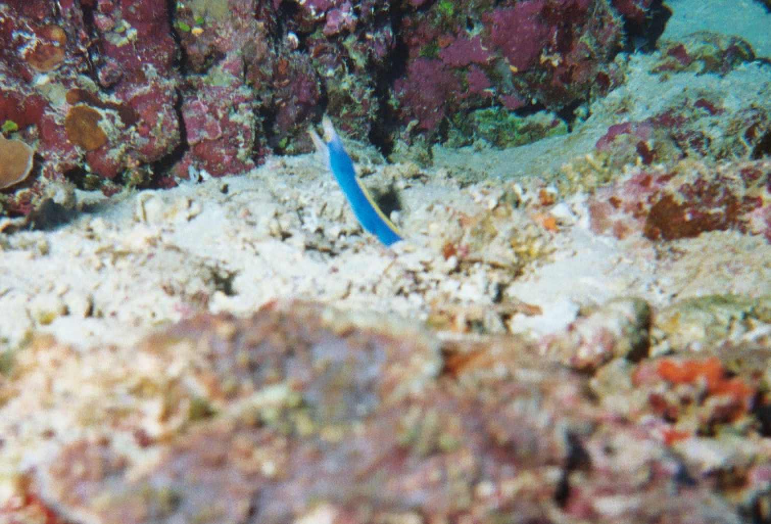 Blue Ribbon Eel