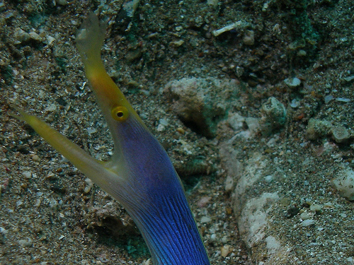 Blue Ribbon Eel