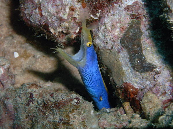 Blue Ribbon Eel