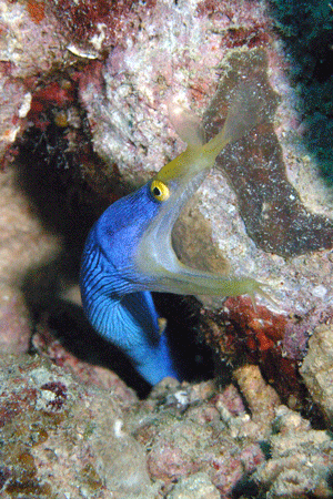 Blue Ribbon Eel