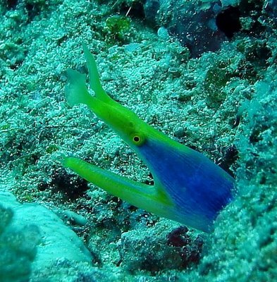 Blue Ribbon Eel